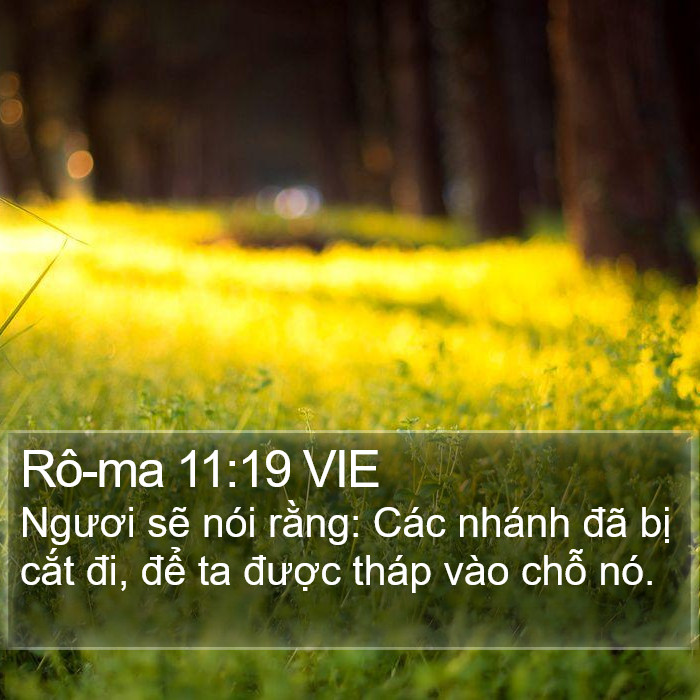 Rô-ma 11:19 VIE Bible Study