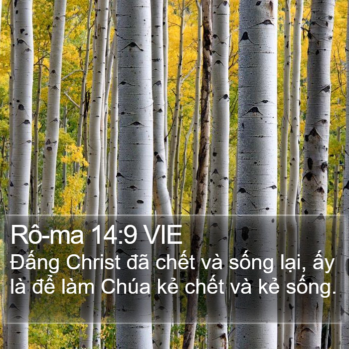 Rô-ma 14:9 VIE Bible Study