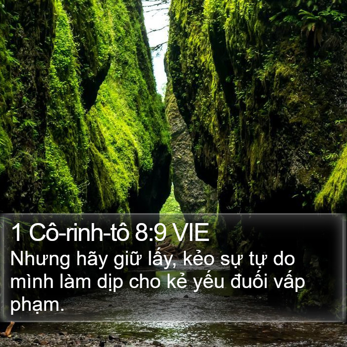 1 Cô-rinh-tô 8:9 VIE Bible Study