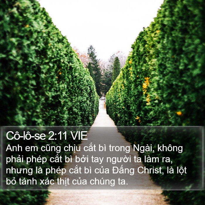 Cô-lô-se 2:11 VIE Bible Study