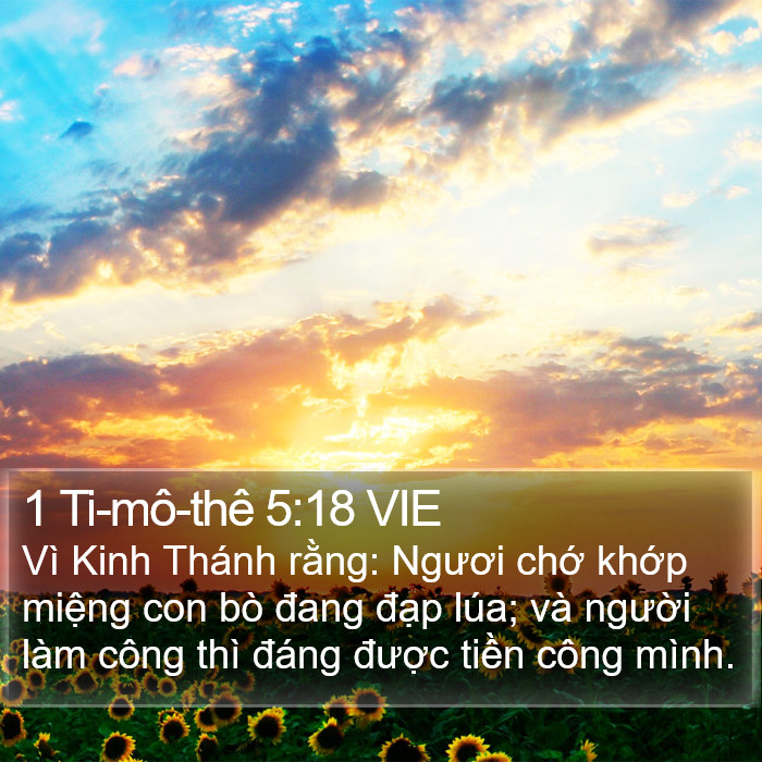 1 Ti-mô-thê 5:18 VIE Bible Study