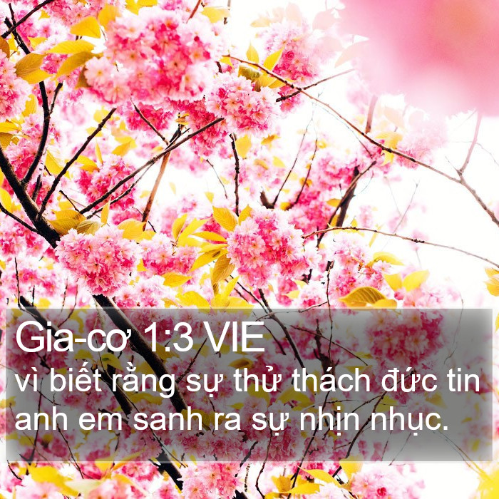 Gia-cơ 1:3 VIE Bible Study