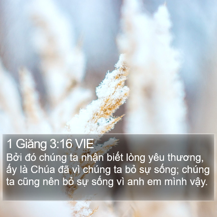 1 Giăng 3:16 VIE Bible Study